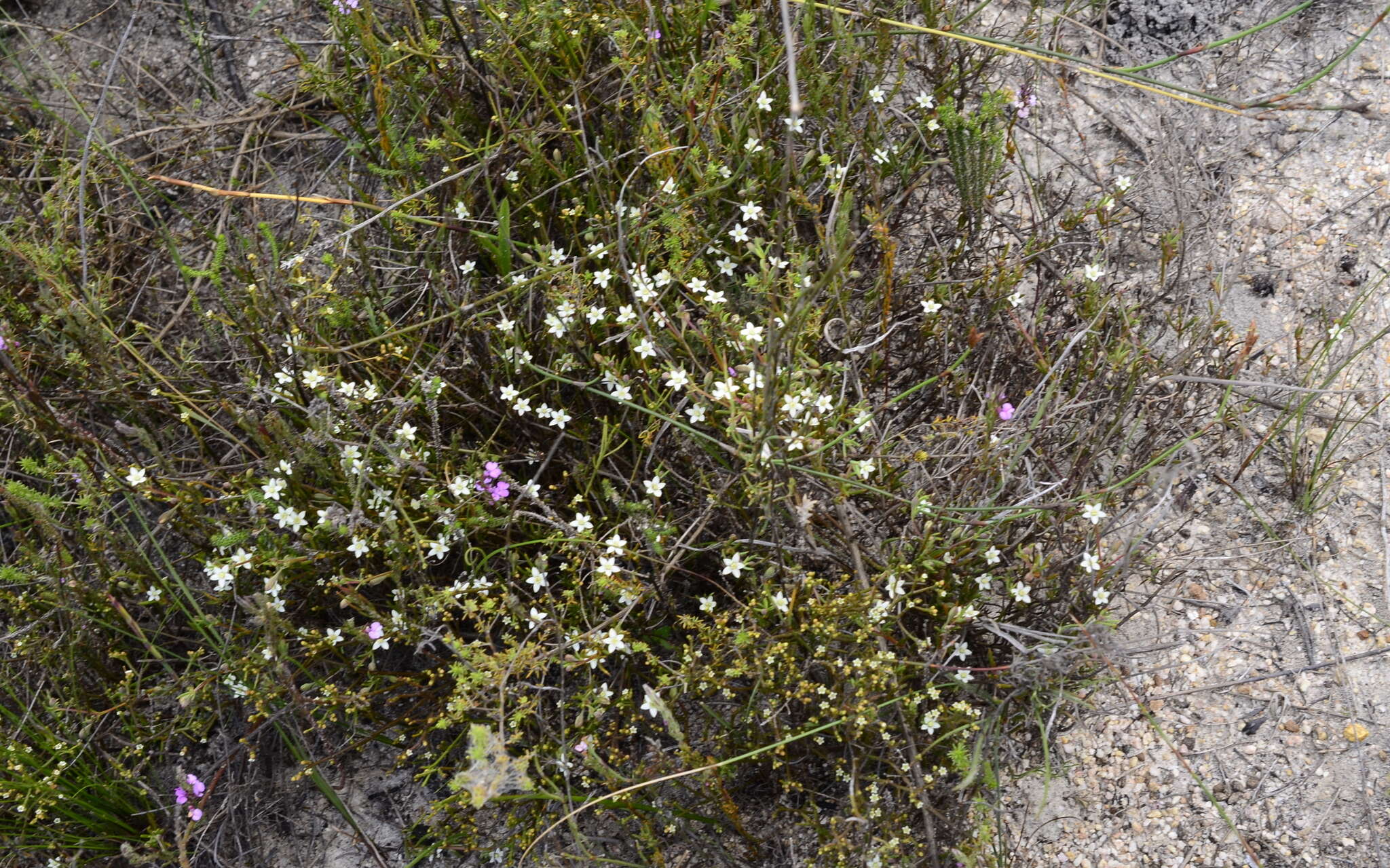 Image of Acrosanthes teretifolia Eckl. & Zeyh.