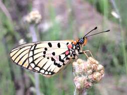 Image de Acraea anacreon Trimen 1868