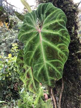 Image of Philodendron verrucosum L. Mathieu ex Schott