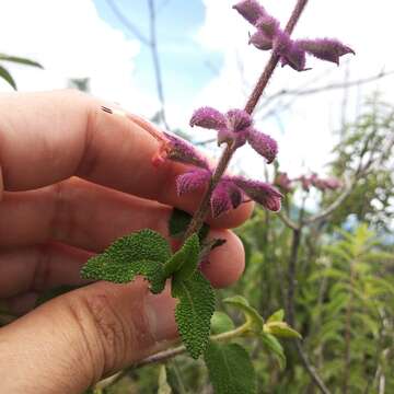 Image de Salvia lasiantha Benth.