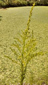 Image of Solidago chilensis Meyen