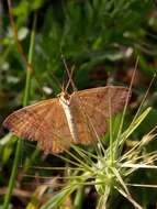 صورة Idaea luteolaria Constant 1863