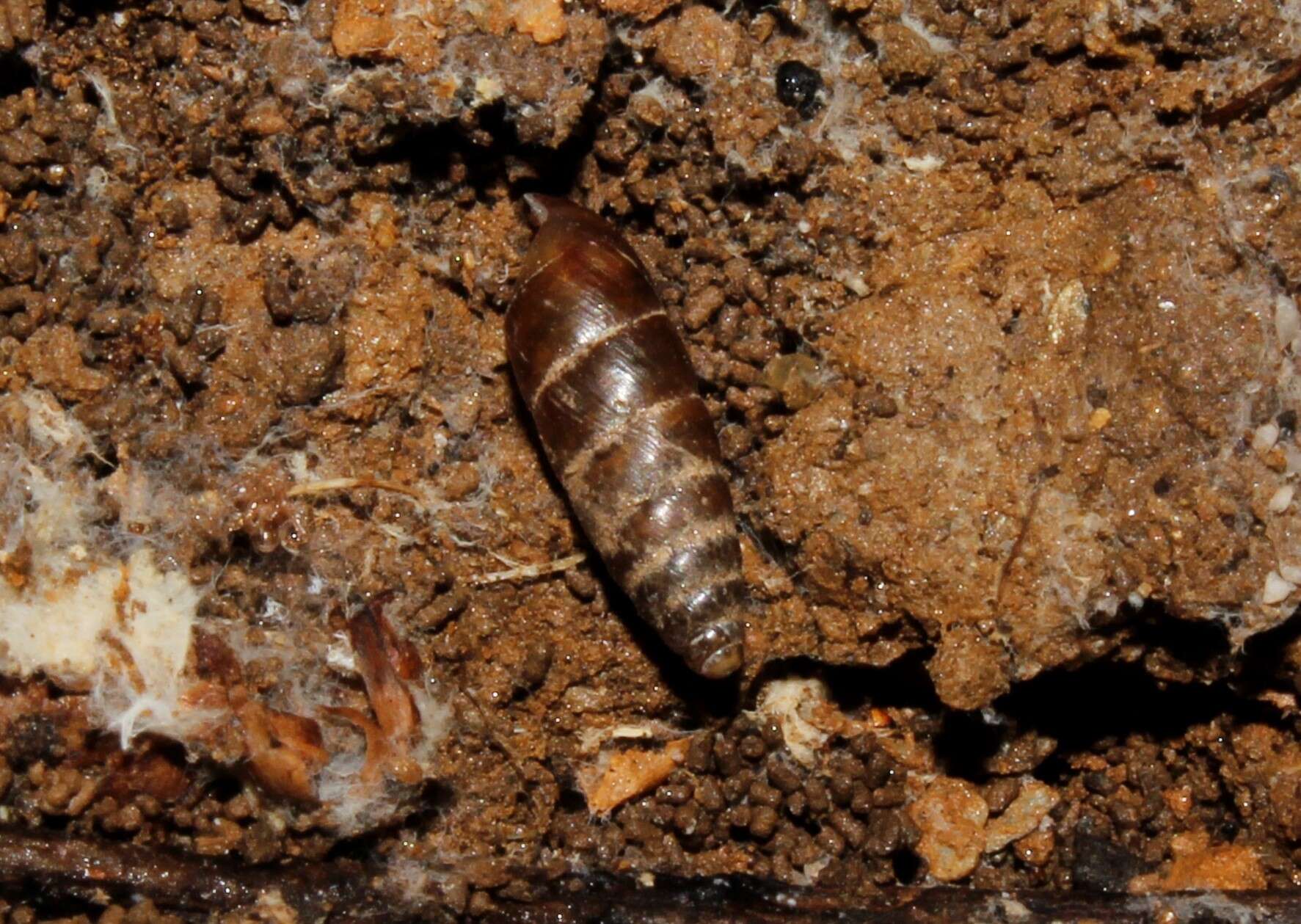 Image of Meijeriella canaliculata Bank 1985