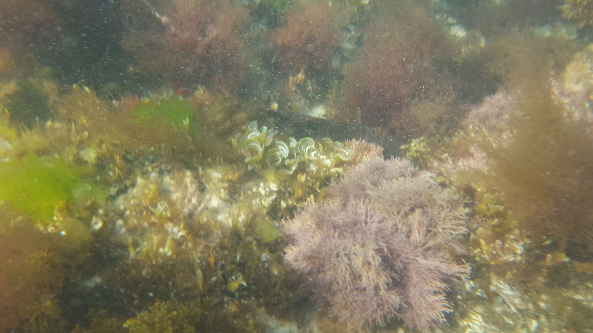 Image of Cockatoo morwong