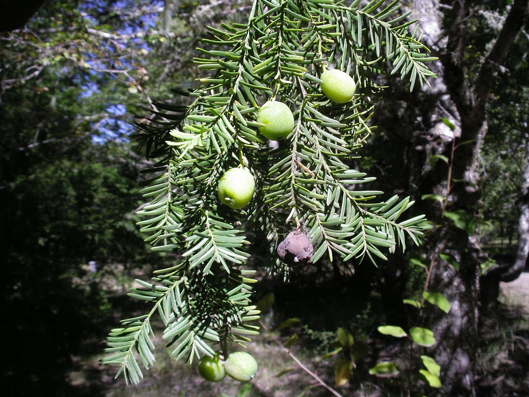 Image de Prumnopitys andina (Poepp. ex Endl.) de Laub.