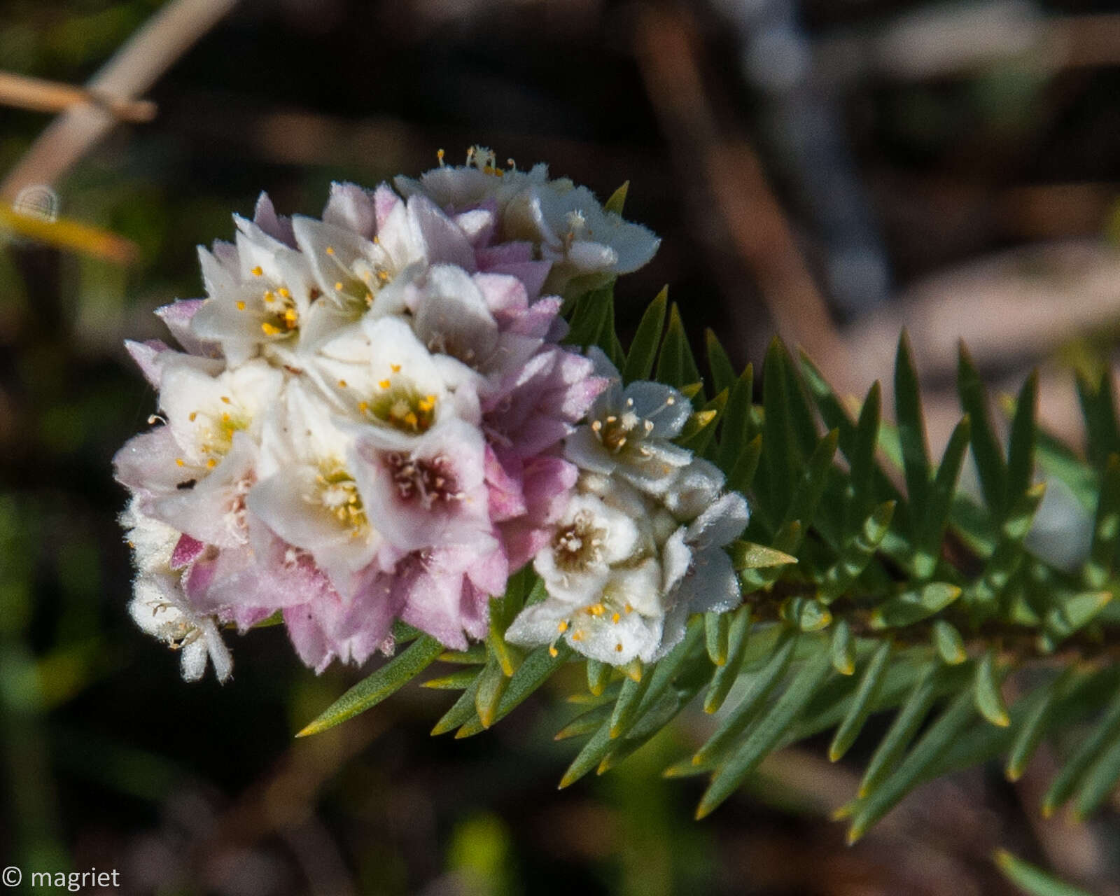 Image of Lachnaea densiflora Meissn.