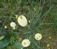 Imagem de Bulbinella eburniflora P. L. Perry