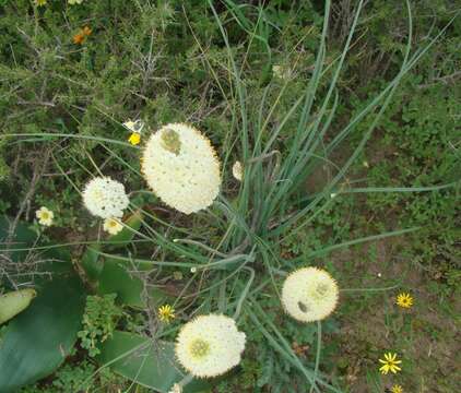 Image of Bulbinella eburniflora P. L. Perry