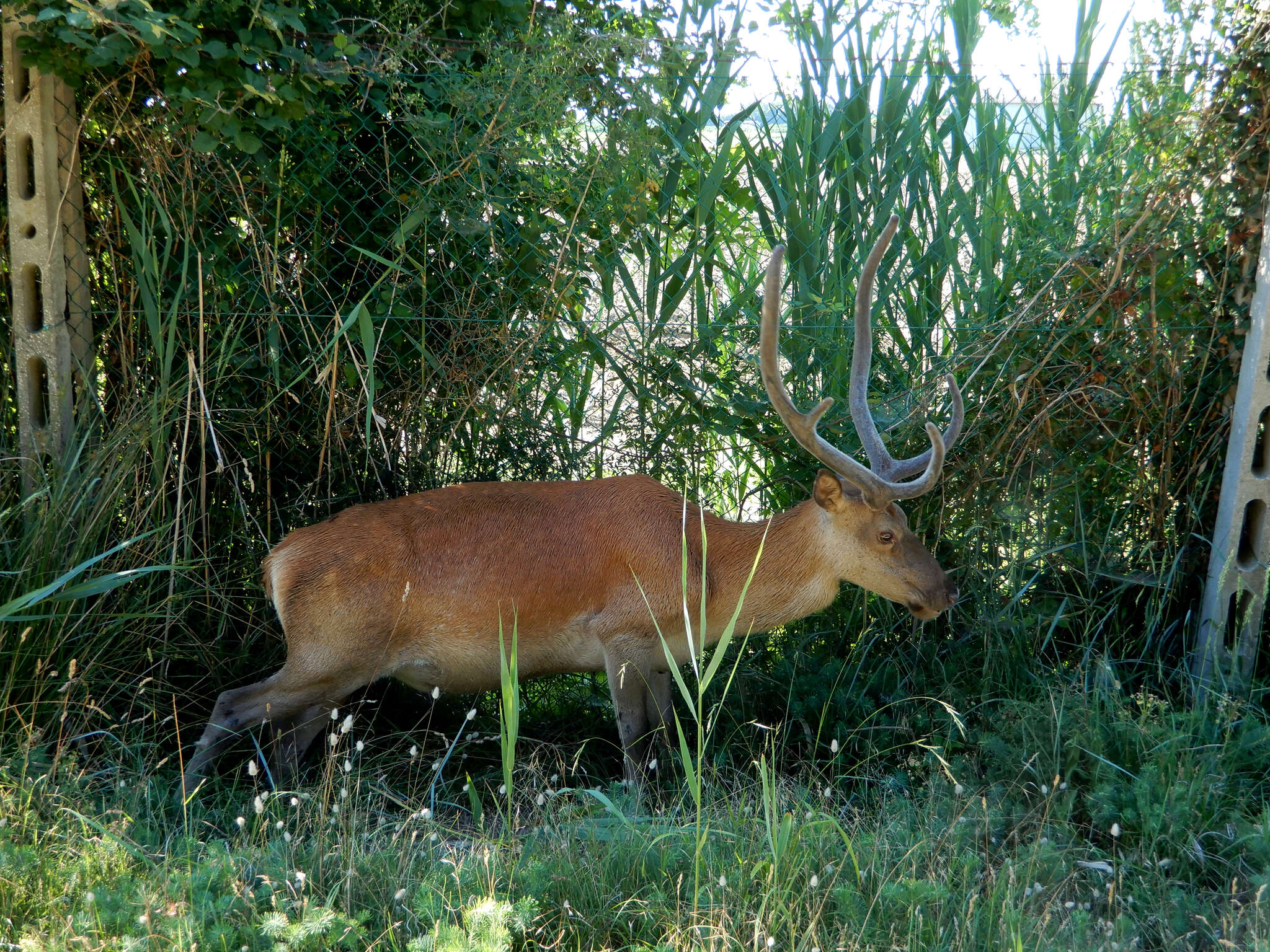 Image of <i>Cervus elaphus italicus</i>