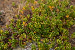 Image of Muehlenbeckia volcanica (Benth.) Endlicher