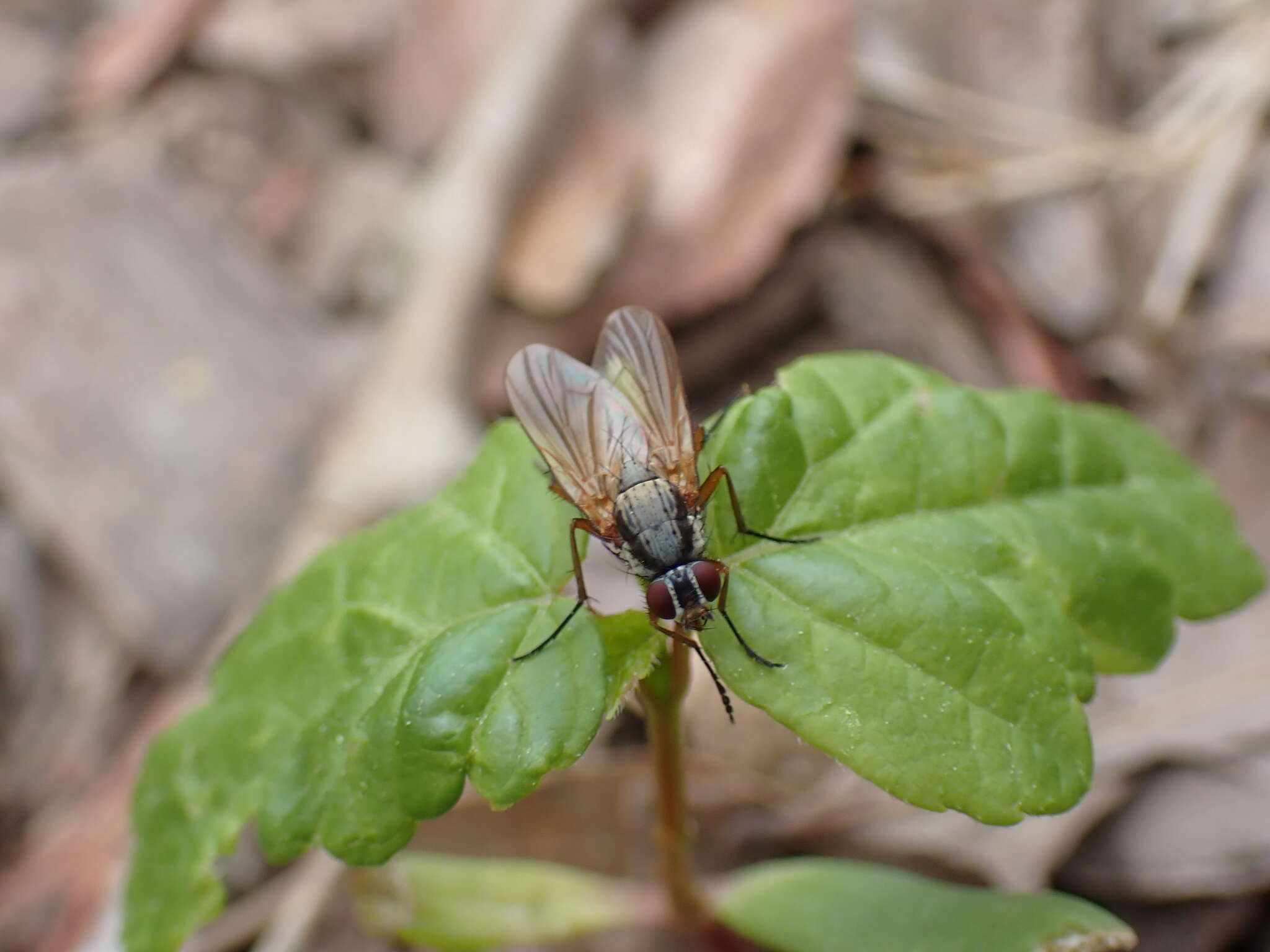 Слика од Eutrichota lipsia (Walker 1849)