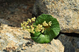 Image of Crassula umbella Jacq.