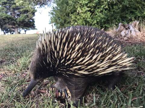 Image of Tachyglossus aculeatus aculeatus (Shaw 1792)