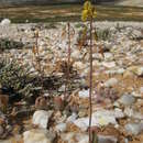 Image of Bulbine dactylopsoides G. Will.