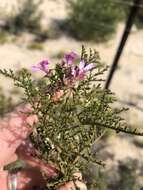 Image of Pelargonium denticulatum Jacq.