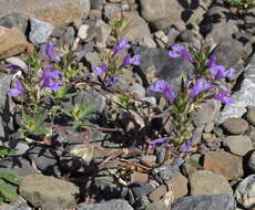 Image of Ziziphora taurica M. Bieb.