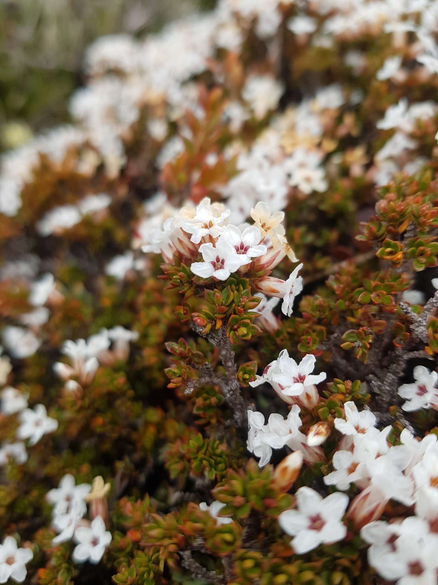 Plancia ëd Epacris serpyllifolia R. Br.