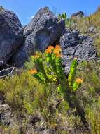 Image of Silveredge Pincushion