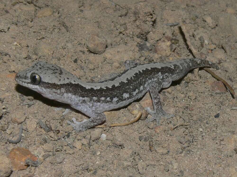 Image of South Coast Gecko