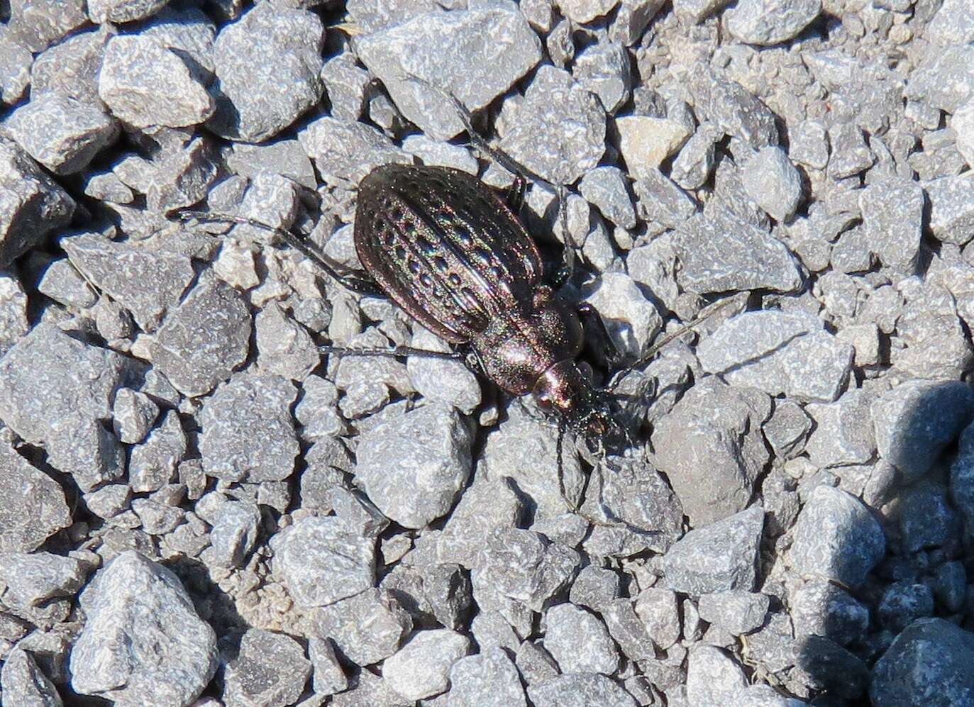 Imagem de Carabus (Homoeocarabus) maeander Fischer von Waldheim 1820