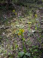 Image of Ophrys lutea subsp. lutea