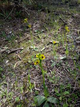 Image of Ophrys lutea subsp. lutea