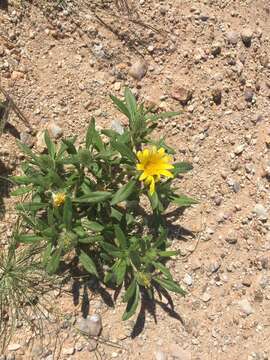 Image de Hirpicium gazanioides (Harv.) Roessler