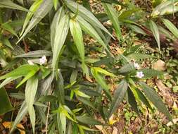 Imagem de Strobilanthes persicifolia (Lindl.) J. R. I. Wood