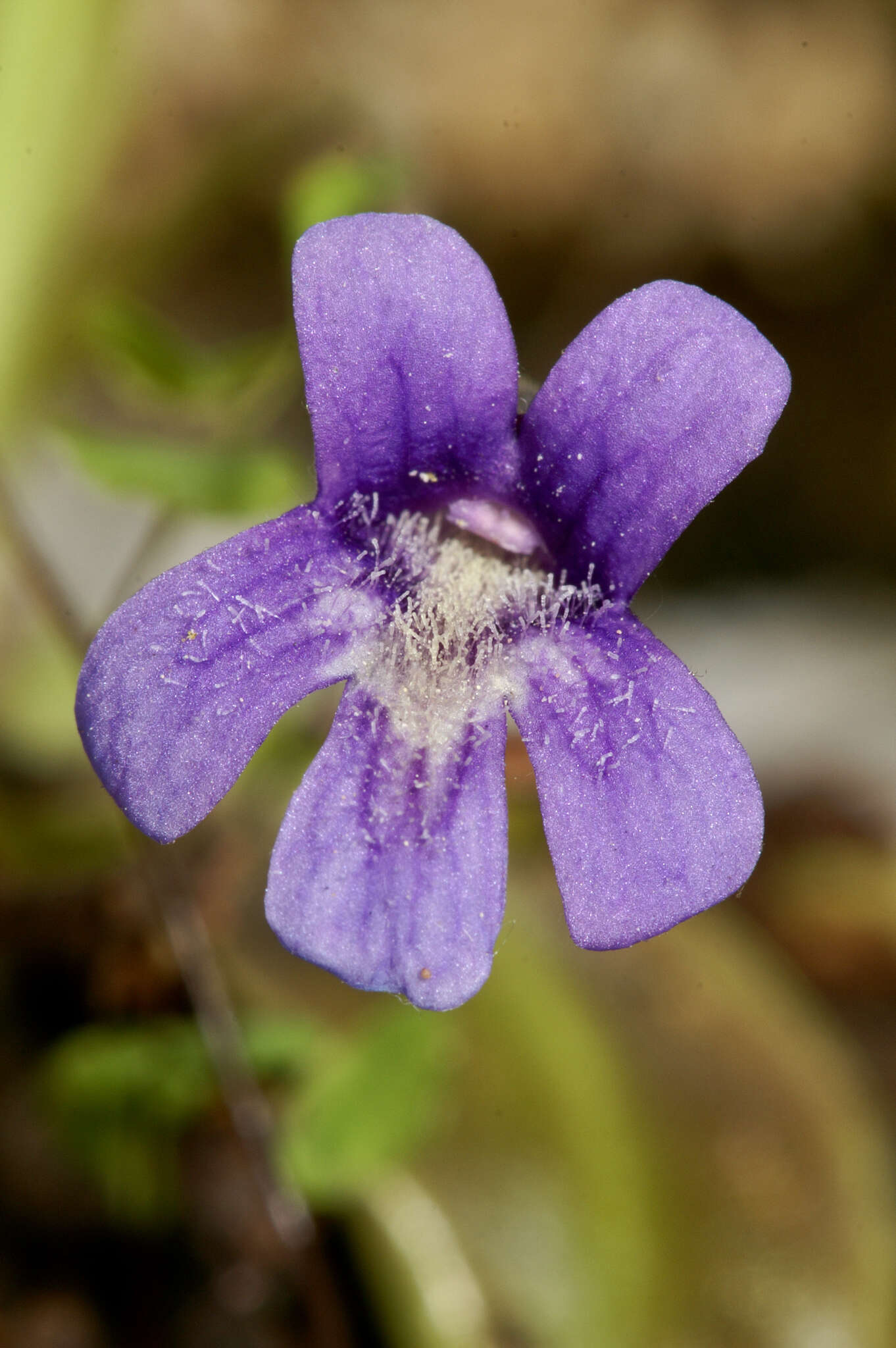 Image of Pinguicula caussensis (Casper) Roccia