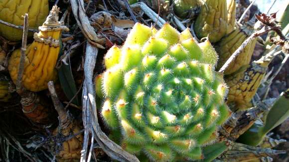 Image of <i>Echeveria <i>setosa</i></i> var. setosa