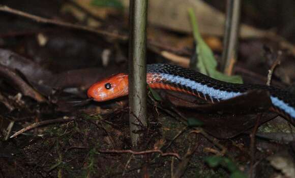 Image of Blue Coral Snake