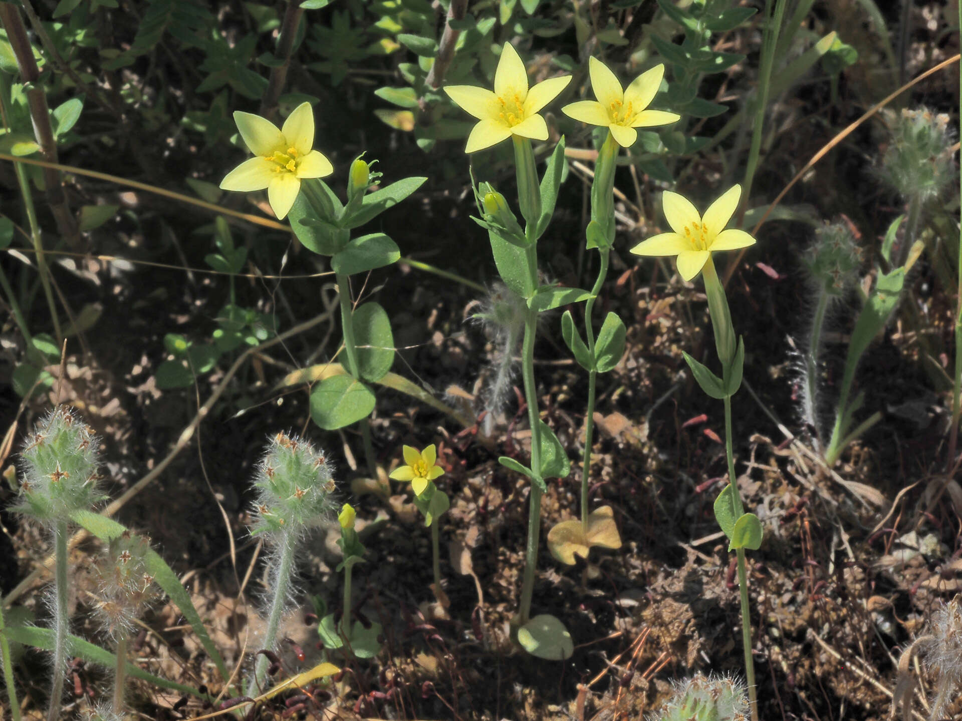 Image of Yellow centaury