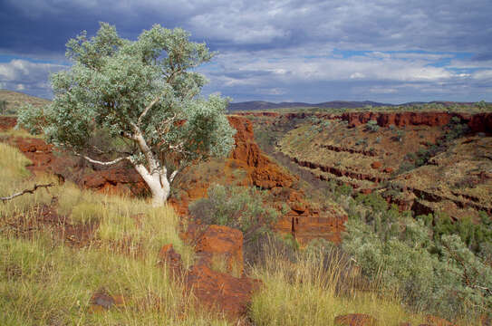 Imagem de Eucalyptus leucophloia subsp. leucophloia