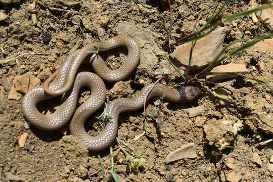 Image of Collared Dwarf Racer