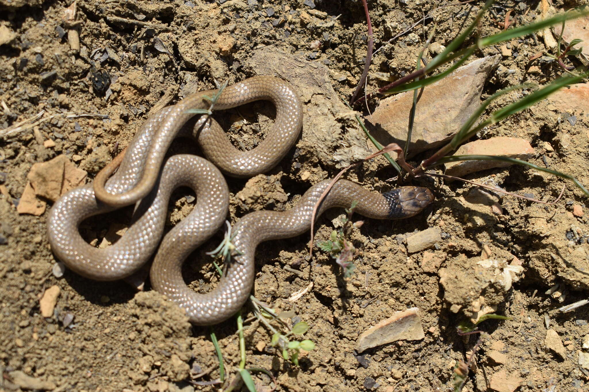 Image of Collared Dwarf Racer