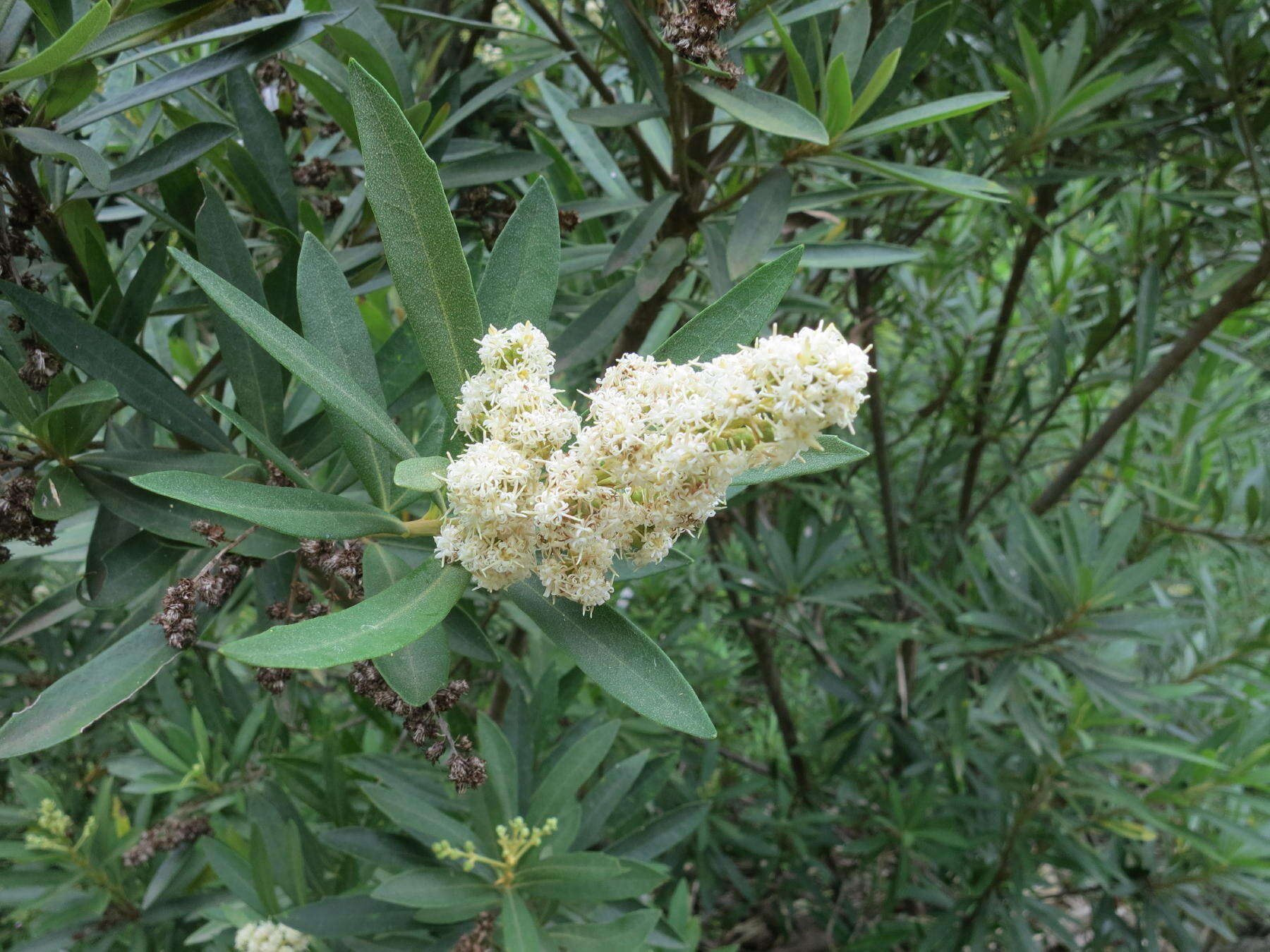 Image of Brachylaena neriifolia (L.) R. Br.