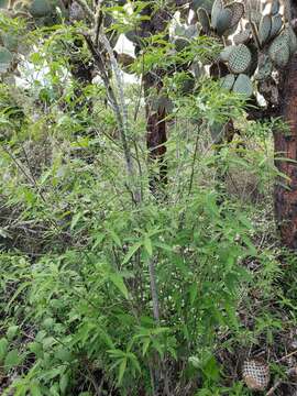 Varronia leucophlyctis (Hook. fil.) Anderss. resmi