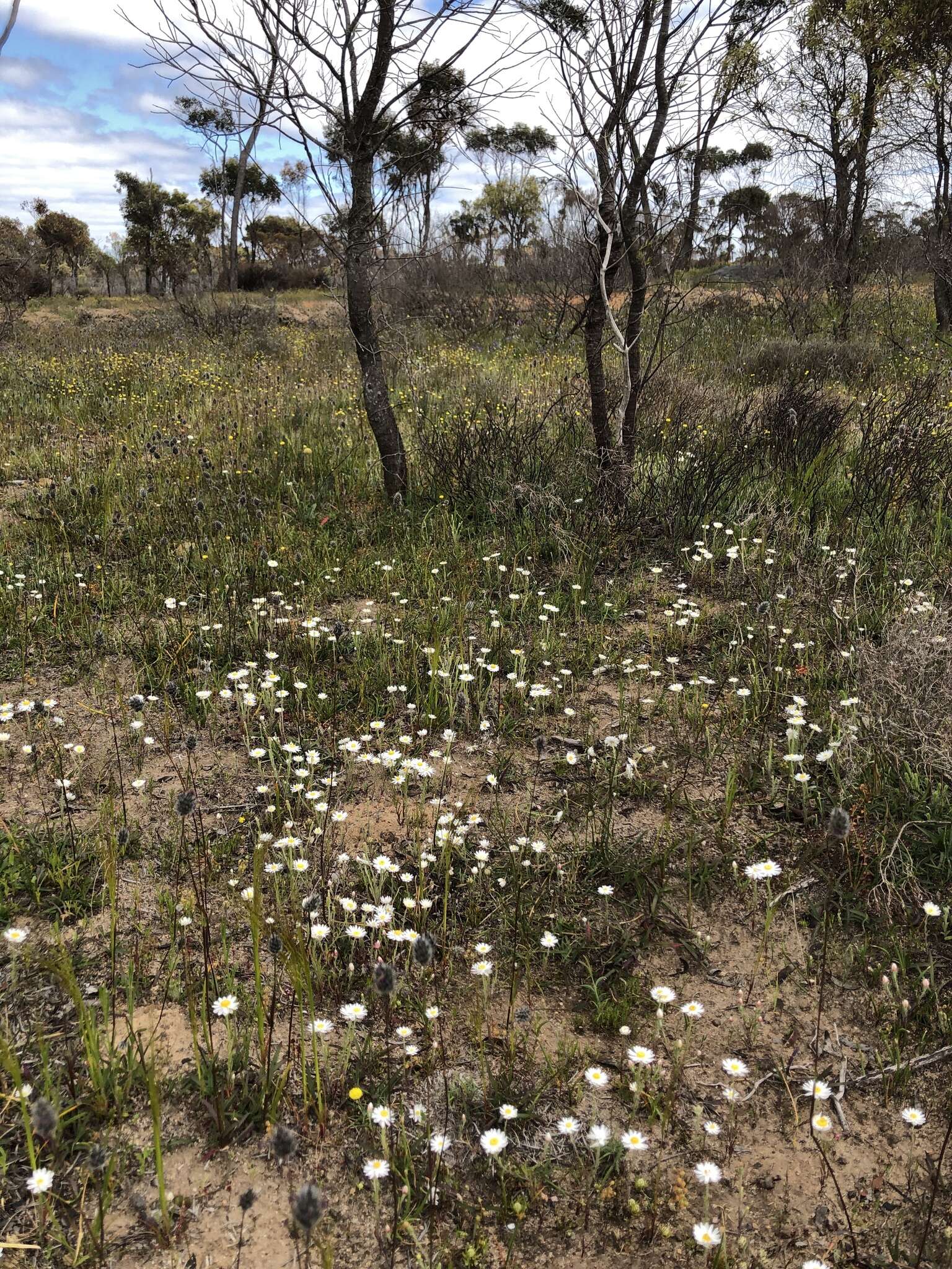 Image of Pouched leek orchid