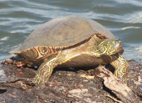 Image of Texas River Cooter