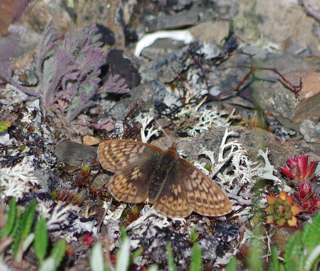 Image of Dingy Fritillary