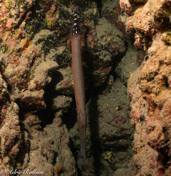 Image of Atlantic cornetfish