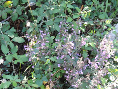 Clinopodium menthifolium subsp. menthifolium resmi