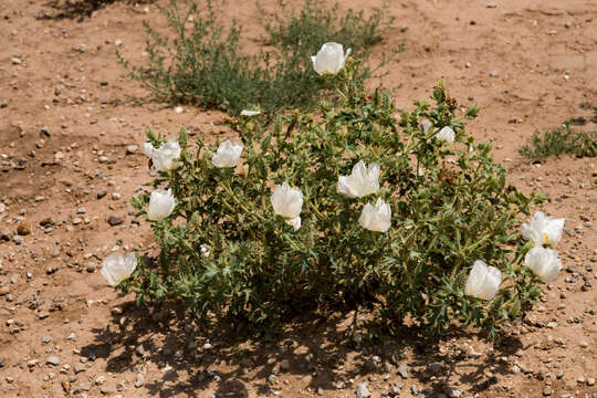 Image of hedgehog pricklypoppy