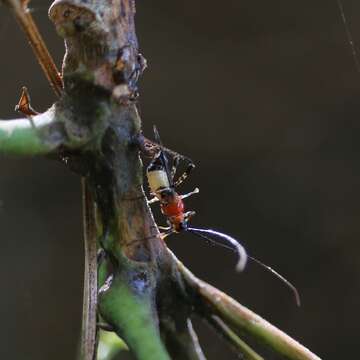 Слика од Helopeltis antonii V. Signoret 1858