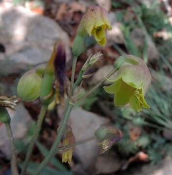 Image of Agave bulliana (Baker) Thiede & Eggli