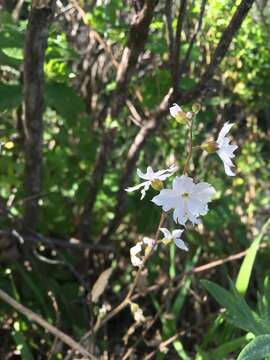 Image of San Francisco woodland-star