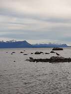 Image of Magellanic Oystercatcher