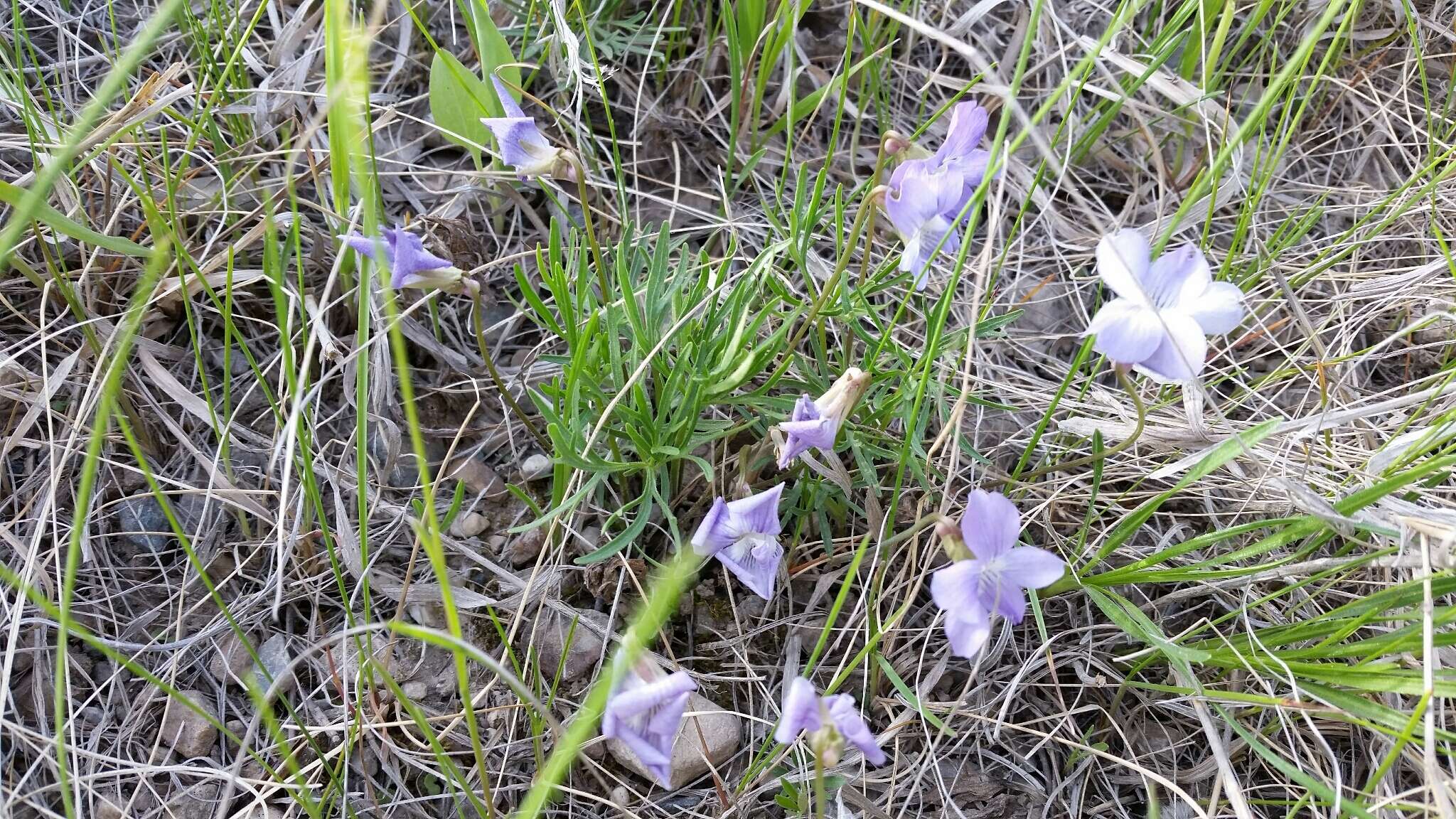 Image of prairie violet