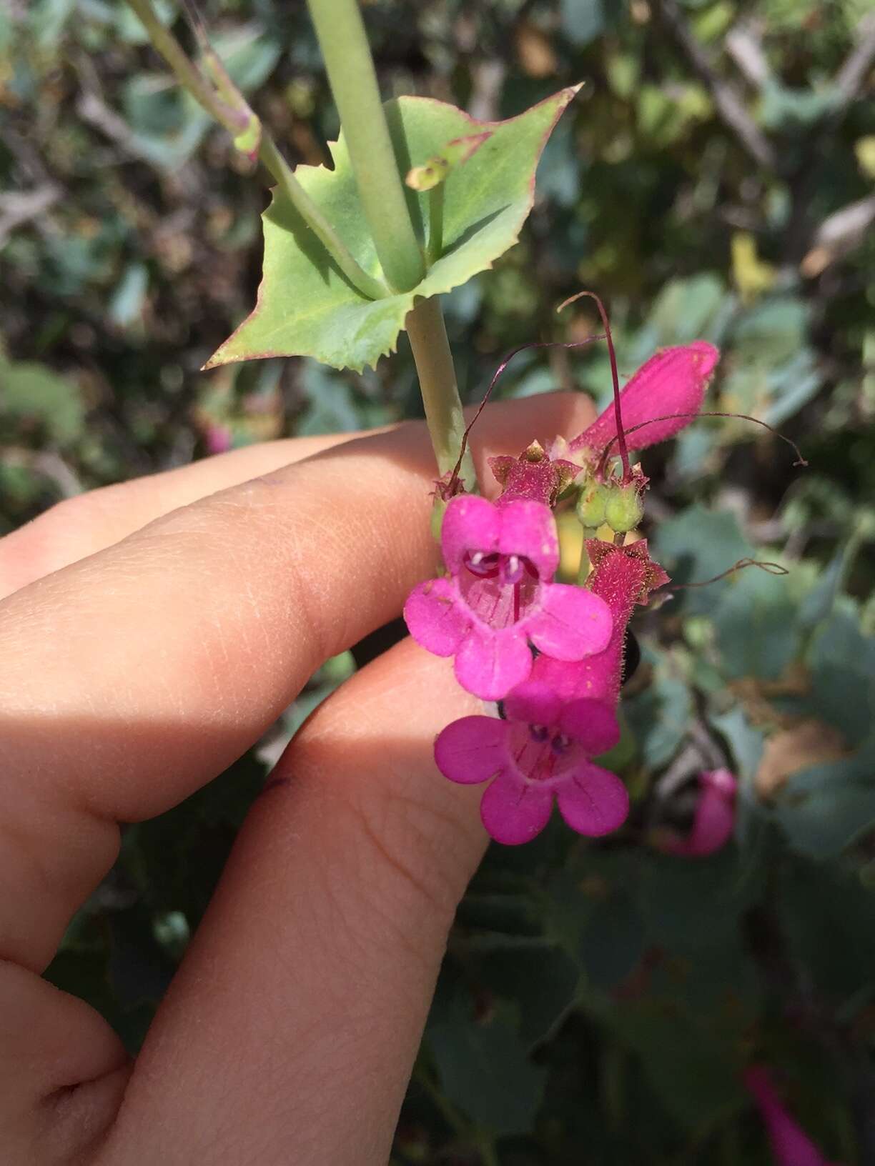 Image of desert penstemon