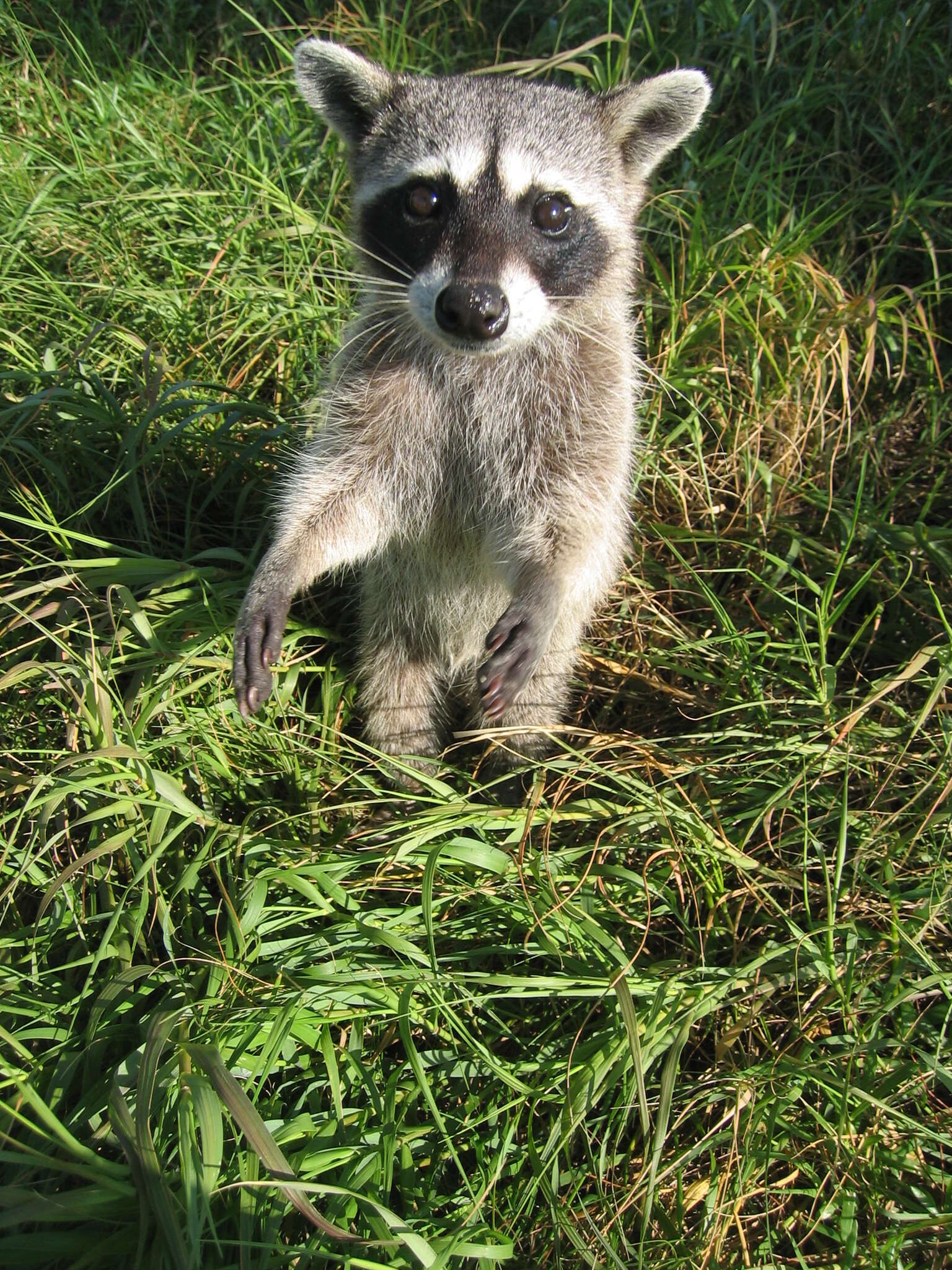 Image of Cozumel Island Raccoon